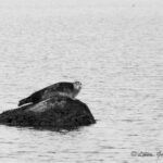 Álftanes, fjara, selur, seal in iceland